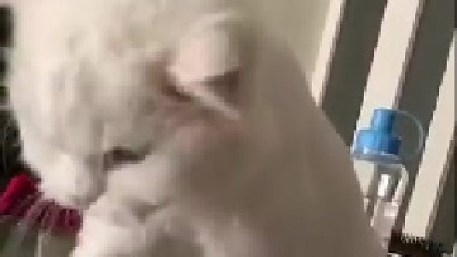 哈哈哈哈哈哈哈，还没开封就这么上头了！