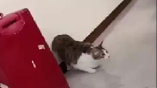 就为了过去挨一巴掌，都用上助跑了