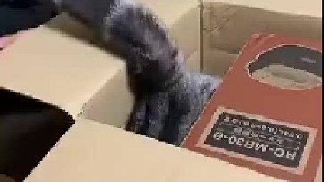 猫咪的尴尬时刻