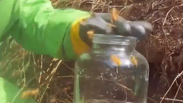 只要我手速够快，马蜂都下来