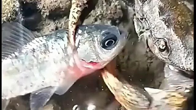 干活回来路上看到这一幕，你们说我要不要救它？