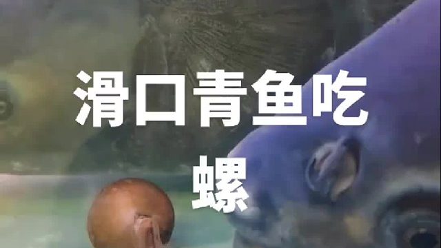 滑口青鱼吃螺