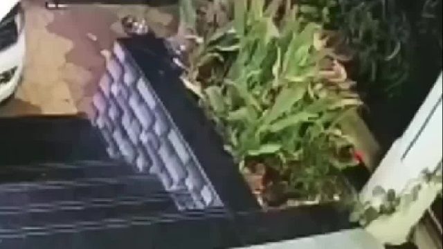 论猫科的战斗力