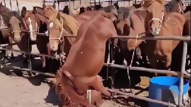 马 我谢谢你马踹我