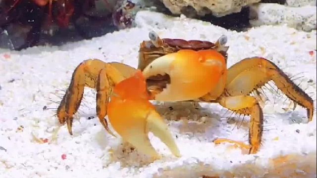 能屈能伸小螃蟹跟小七歌搬家了。