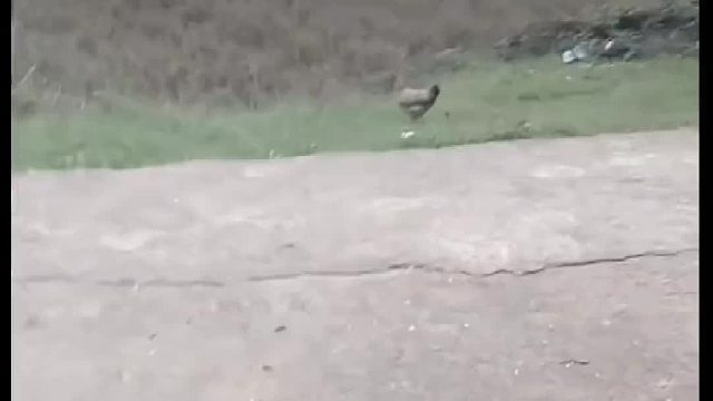 为了活着，拼命奔跑。