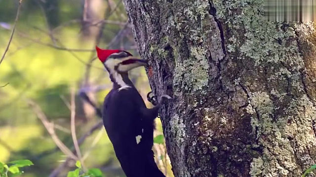 树：讲真的，我已经不在乎那条虫子了！