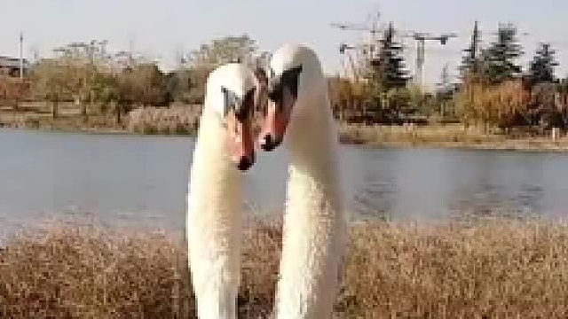 你见过天鹅比心吗？这应该才是原版吧……