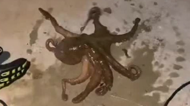 章鱼：今天我只要不死等我进化后回来找你