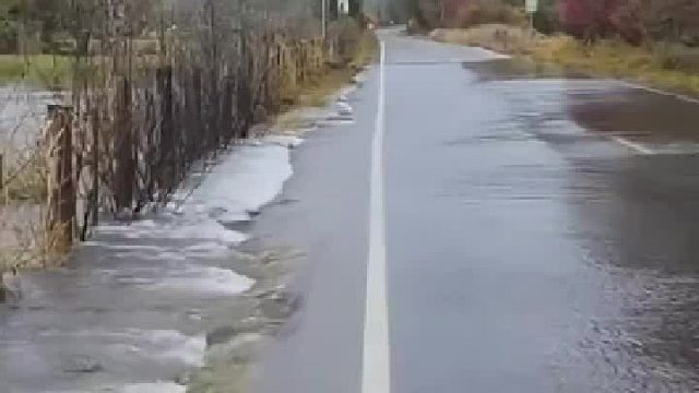 居然看见鱼过马路！网友：这你都能忍？不去逮鱼？