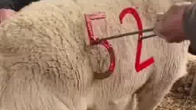 羊是这样编号的