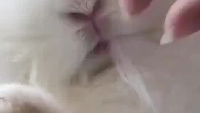 明明一直单身！它却以为自己怀孕了，兔兔狂啃自己的毛给兔宝宝做窝