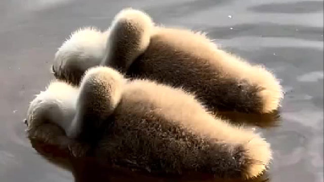 一位网友拍到两只在水面睡觉的天鹅宝宝