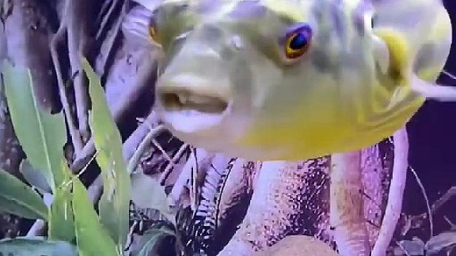 小龙虾大战河豚