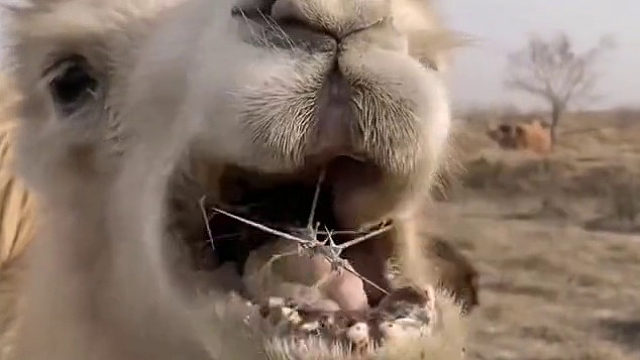 骆驼吃刺，真的不扎嘴吗