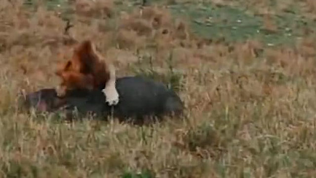 当狮子遇到小河马