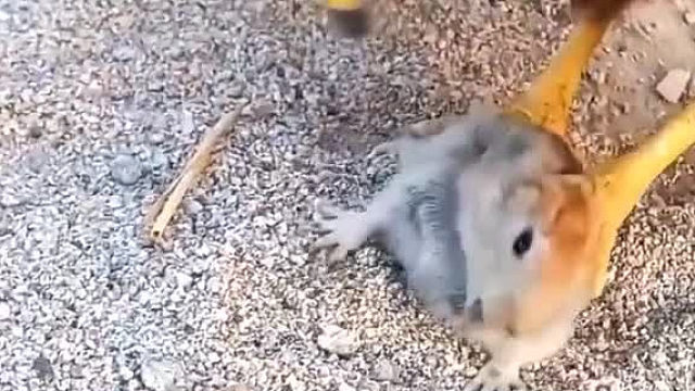 这老鹰太吓人了