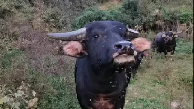 水牛,笑死我了