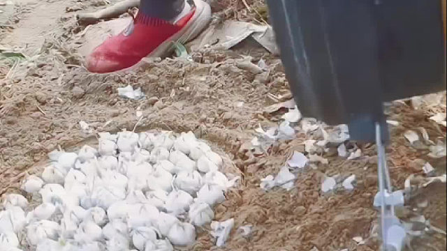 要罩几天，每天要浇水吗？