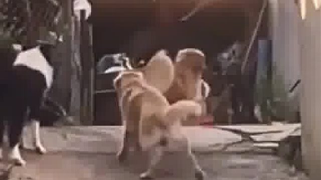 金毛回村后带伙伴们去干仗，还没开战就溃不成军掉头就跑 原谅我不厚道的笑了