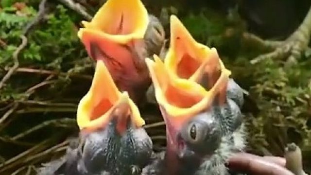 一把屎一把尿的把妈妈喂大了