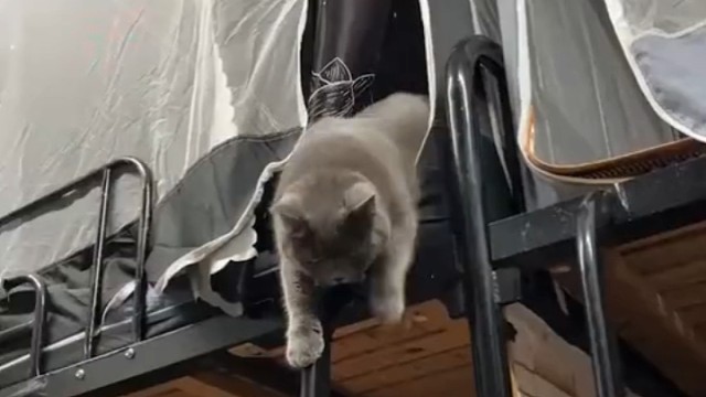 来看看大学咪下床