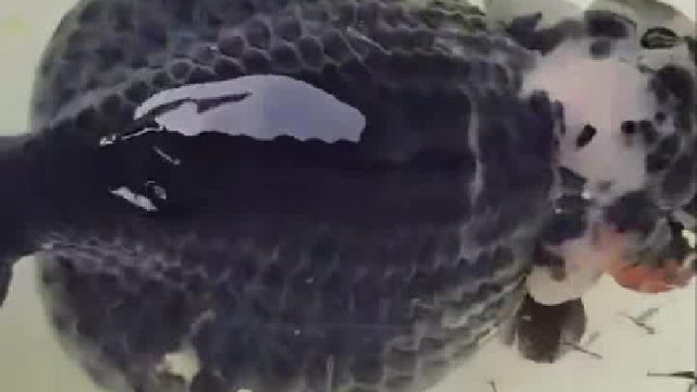 养一条鱼的后果