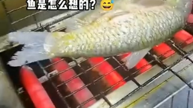 所以我有时候真的不敢下手杀鱼了