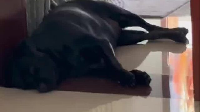 当我趁着狗子打呼噜偷偷吃煎血肠！