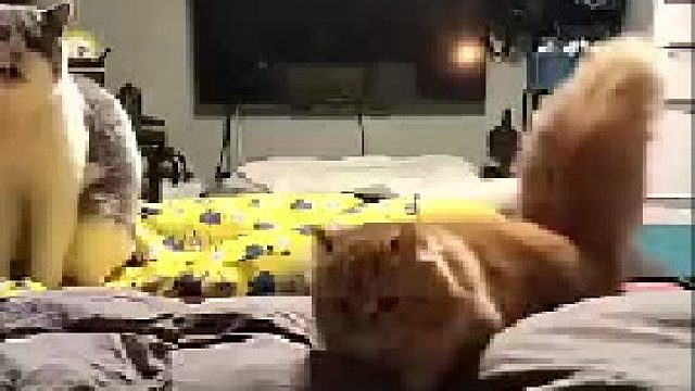 感觉网友养了一条鸡毛撢子。。。这尾巴好萌