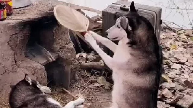 狗狗成精了一个负责扇风，一个负责点火，没有一口狗粮是白吃的……