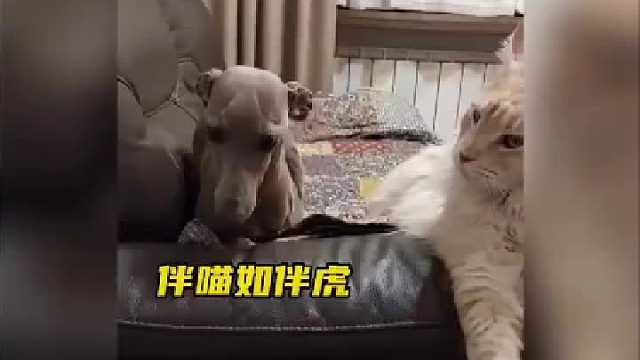 狗子：当时我害怕极了！