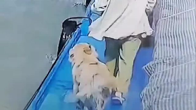 狗子：真是撞狗屎运了！