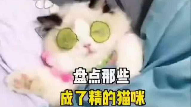 哈哈哈！那些成精的猫咪！