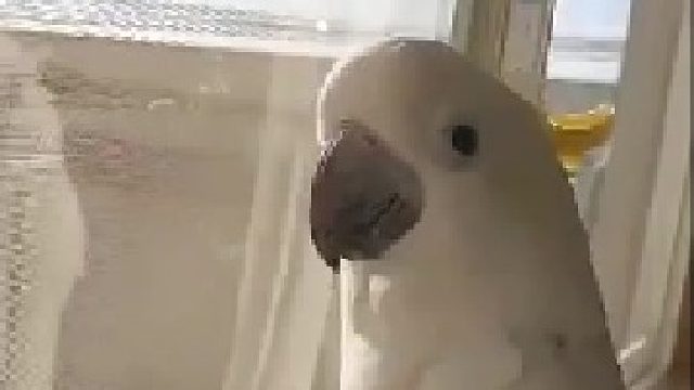 看我灵活的爪爪