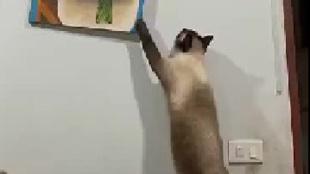 猫咪要移开画捉壁虎，最后画的下场好惨！