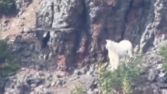 猛禽试图捕杀峭壁羊