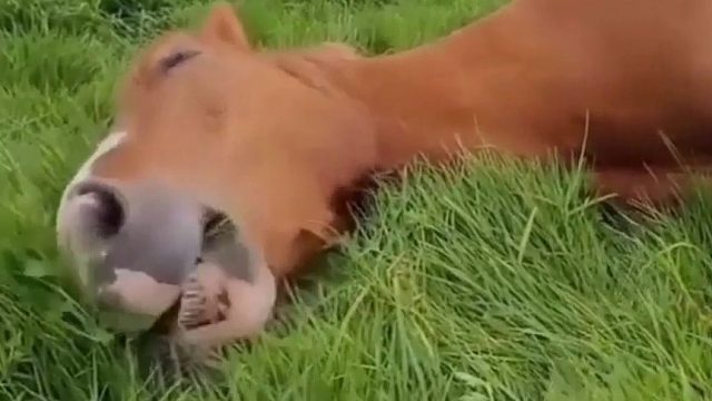 这匹马也太懒了