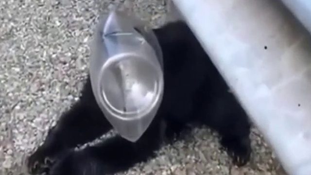 帮助小熊拔出头部