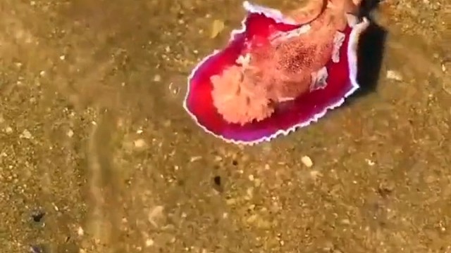 一只裸鳃类软体动物，在水坑里扭动动身体，长得有点像某样物品。