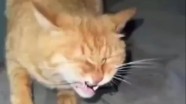 第一次听见天牛叫