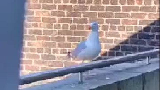 狗也可：嗷～嗷～