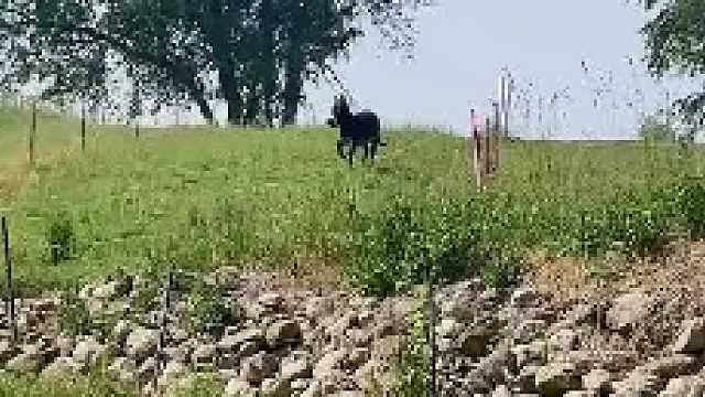 肯定是受委屈了，是不是有人叫它小火烧