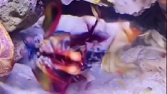 雀尾螳螂虾掰安瓶。雀尾螳螂虾能打碎鱼缸吗？