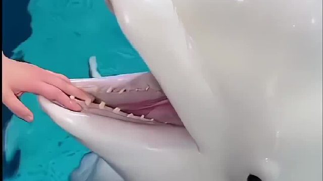 舌头有牙印  湿气重