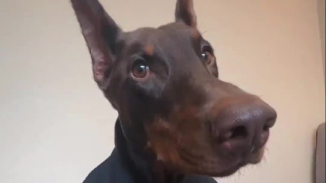 他身穿一袭黑色西装，衣冠楚楚，看起来人模狗样。是的，他重生了，这一次要拿回属于他一切。