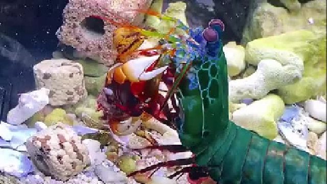 豚哥没有拉偏架！你们都看着呢