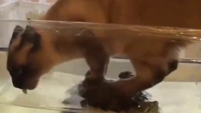 乌龟：你清高！你了不起！你喝我的水还踩我垫底！