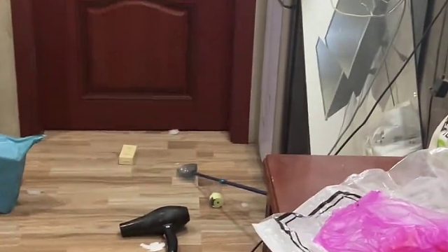 养哈士奇有好处的 可以锻炼心理承受能力