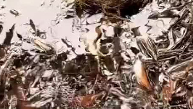 被人类救下的小雏鸟，最后被养大了…